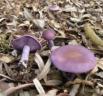 Cuticule bicolore(Lepista nuda)