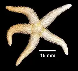 Leptasterias tenera