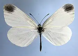 Leptidea juvernica