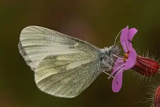 DismorphiinaeLeptidea juvernica