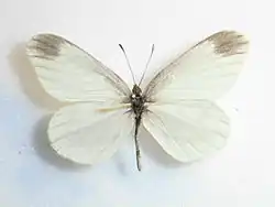 Leptidea amurensis