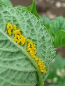 Œufs de doryphore au revers d'une feuille