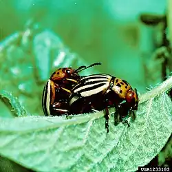 Accouplement