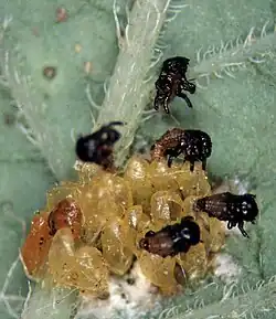Éclosion d'œufs de doryphore et larves au premier stade sur une feuille de pomme de terre