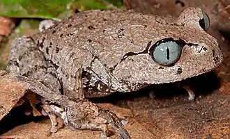 Description de l'image Leptobrachium bompu.jpeg.