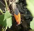 Leptocoris augur, Taïwan.