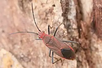 Leptocoris tagalicus, Australie.