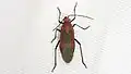 Leptocoris vicinus, Taïwan.