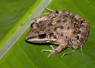 Description de l'image Leptodactylus fragilis01.jpg.