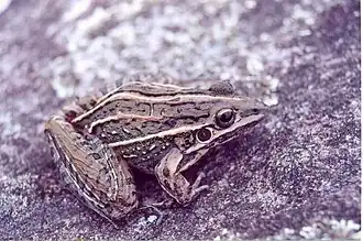 Description de l'image Leptodactylus jolyi.jpg.