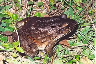 Description de l'image Leptodactylus labyrinthicus.jpg.