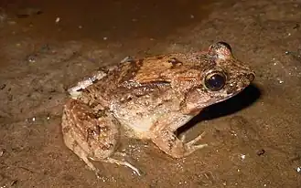 Description de l'image Leptodactylus petersii.jpg.