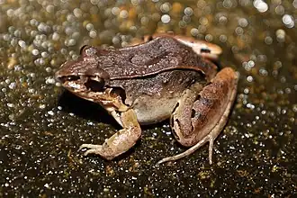 Description de l'image Leptodactylus poecilochilus.jpg.