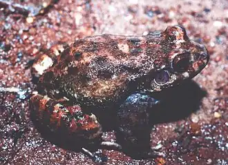 Description de l'image Leptodactylus syphax02.jpg.