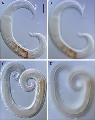 Description de l'image Leptolaimus dififtinus (10.7717-peerj.9923) Figure 3.png.