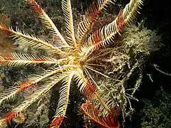 Leptometra celtica