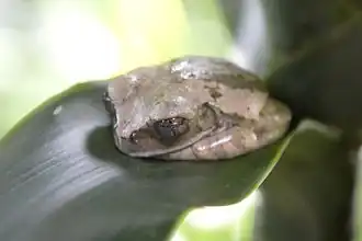 Description de l'image Leptopelis flavomaculatus - MUSE 01 (cropped).JPG.
