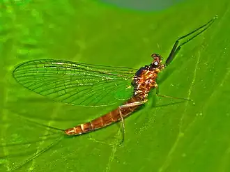 Description de l'image Leptophlebiidae - Paraleptophlebia submarginata.JPG.