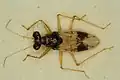 Leptopus hispanus, espèce méditerranéenne