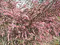 Cultivar de Leptospermum laevigatum en pleine fleur.