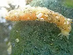 Leptosynapta clarki