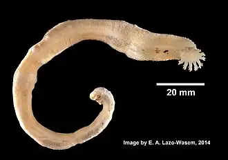 Leptosynapta tenuis