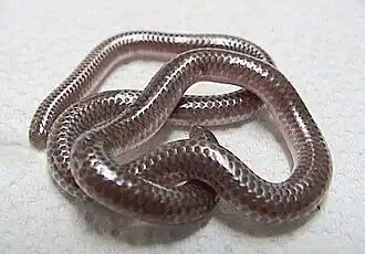Description de l'image Leptotyphlops_dulcis.jpg.