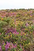 Les Landes de Locarn : lande fleurie.