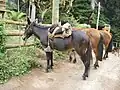 Mulets et chevaux, moyen de transport sur l'île