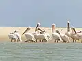 Pelicans du Parc National de la Langue de Barbarie