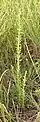 Cet Lespedeza sericea mesurait 75&nbsp;cm de haut.
