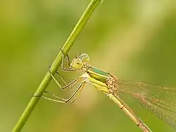 Femelle