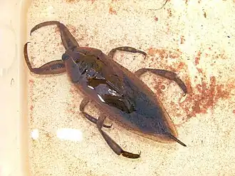 Description de l'image Lethocerus cordofanus.jpg.