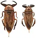 Lethocerus insulanus, espèce répandue des Philippines à l'Australie.