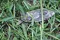 Lethocerinae : Lethocerus patruelis, Grèce