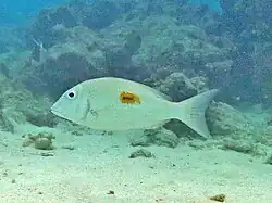 Lethrinus harak