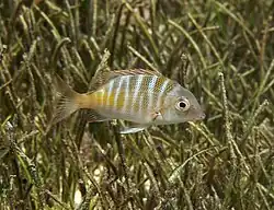 Lethrinus mahsena
