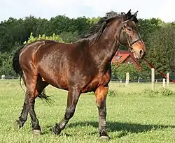 Cheval letton bai typé sport