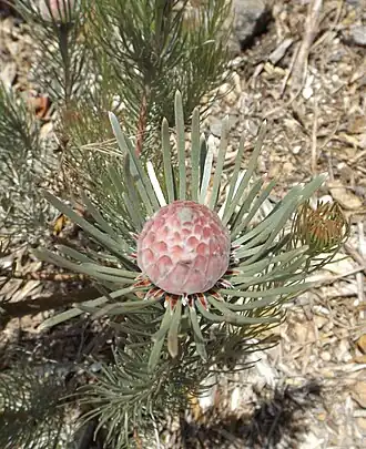 Description de l'image Leucadendron album.jpg.