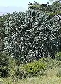 Un grand Leucadendron argenteum au Rhodes Memorial.