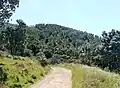 Une forêt d'arbres argentés sur les pentes inférieures du Devil's Peak.