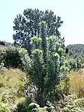 Leucadendron argenteum se développe seulement aux alentours du Cap, en particulier sur la montagne de la Table.