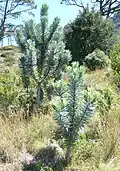 Leucadendron argenteum a été menacé d'extinction lorsque son habitat naturel a été rasé pour faire place à des plantations commerciales de pins.