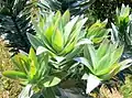 Les feuilles de Leucodendron argenteum sont douces et soyeuses.