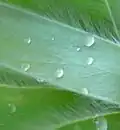La couleur argentée des feuilles est due à leur poil doux et velouté.
