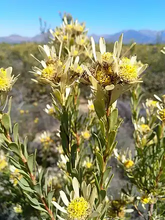 Description de l'image Leucadendron chamelaea 54240797.jpg.