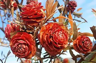 Description de l'image Leucadendron conicum 31108898.jpg.
