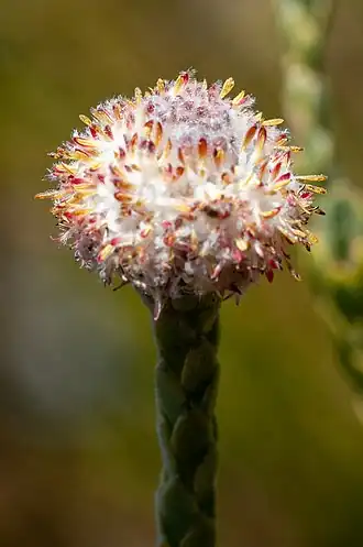 Description de l'image Leucadendron dubium 25746196.jpg.