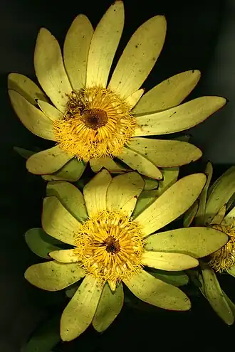 Description de l'image Leucadendron elimense 1DS-II 3-5474.jpg.