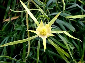 Description de l'image Leucadendron eucalyptifolium 2 RBGK.JPG.